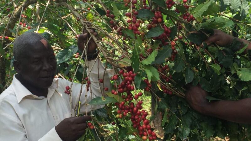 Farmer displays coffee